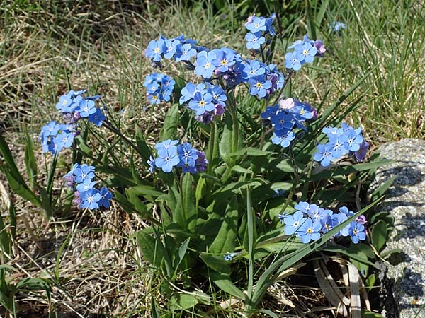 Myosotis alpestris \ Alpen-Vergissmeinnicht / Alpine Forget-me-not, A Seetaler Alpen, Zirbitzkogel 28.6.2021