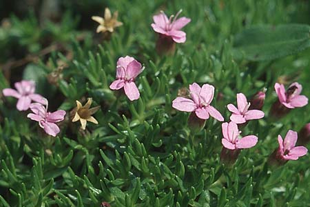 Silene acaulis \ Stngelloses Leimkraut, Kalk-Polsternelke / Moss Campion, A Großglockner 4.8.2004