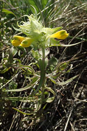 Melampyrum barbatum \ Bart-Wachtelweizen, A Gumpoldskirchen 15.5.2022