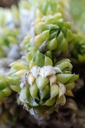 Saxifraga bryoides \ Moos-Steinbrech, A Seetaler Alpen, Zirbitzkogel 28.6.2021