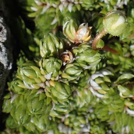 Saxifraga bryoides \ Moos-Steinbrech, A Seetaler Alpen, Zirbitzkogel 28.6.2021