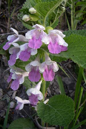 Melittis melissophyllum \ Immenblatt, A Steyr - Tal 31.5.2008