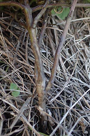 Melampyrum barbatum \ Bart-Wachtelweizen / Beard Cow-Wheat, A Breitenbrunn 24.9.2022