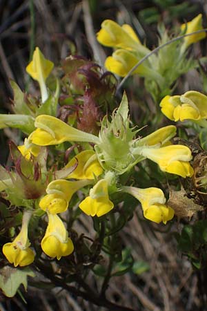 Melampyrum barbatum \ Bart-Wachtelweizen / Beard Cow-Wheat, A Breitenbrunn 24.9.2022