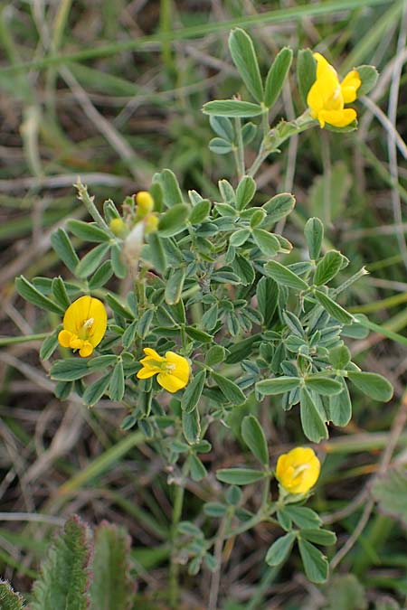 Ononis pusilla \ Zwerg-Hauhechel / Dwarf Restharrow, A Seewinkel, Podersdorf 28.9.2022