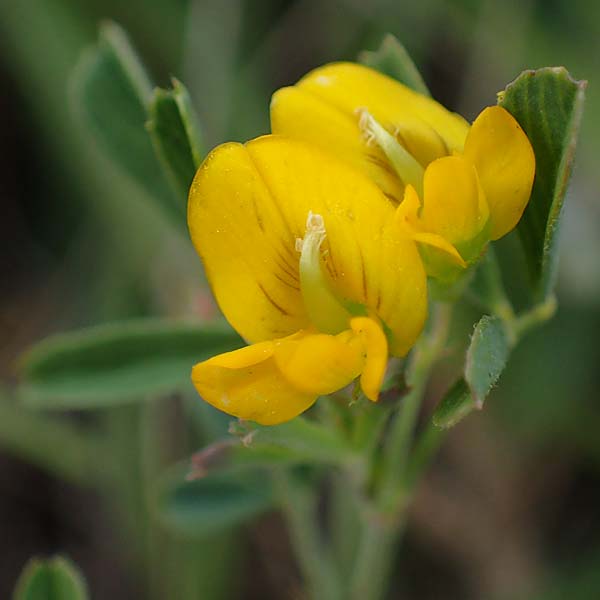 Ononis pusilla \ Zwerg-Hauhechel, A Seewinkel, Podersdorf 28.9.2022