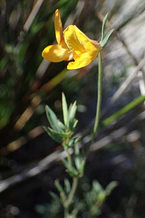 Medicago falcata \ Sichel-Klee / Sickle Medick, A Seewinkel, Apetlon 23.9.2022