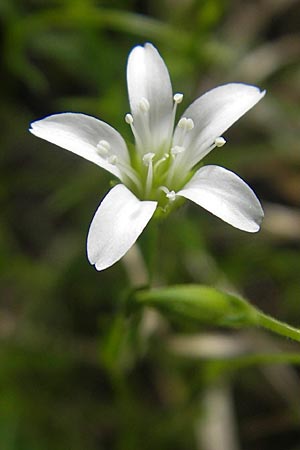 Sabulina austriaca / Austrian Sandwort, A Carinthia, Petzen 2.7.2010