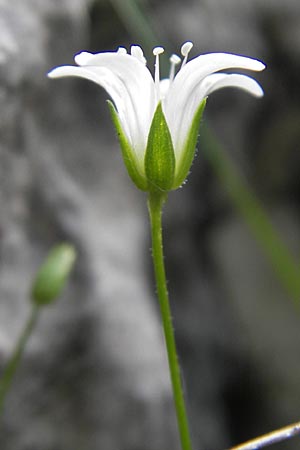 Sabulina austriaca / Austrian Sandwort, A Carinthia, Petzen 2.7.2010