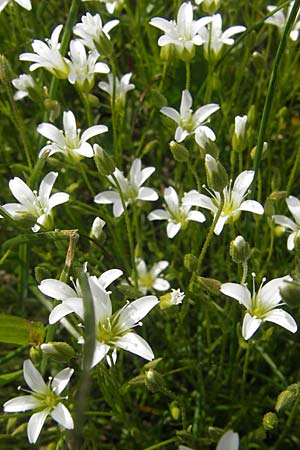 Sabulina austriaca / Austrian Sandwort, A Carinthia, Petzen 2.7.2010