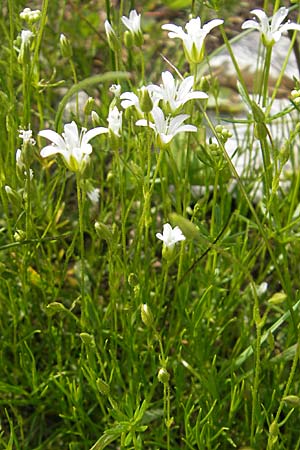 Sabulina austriaca \ sterreicher Miere / Austrian Sandwort, A Kärnten/Carinthia, Petzen 2.7.2010