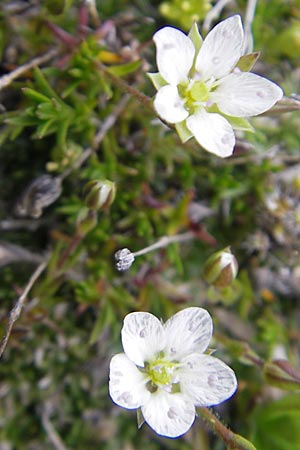 Sabulina austriaca \ sterreicher Miere / Austrian Sandwort, A Kärnten/Carinthia, Petzen 2.7.2010