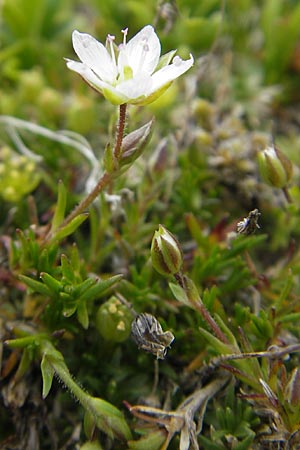 Sabulina austriaca \ sterreicher Miere / Austrian Sandwort, A Kärnten/Carinthia, Petzen 2.7.2010