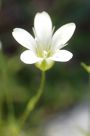 Sabulina austriaca \ sterreicher Miere / Austrian Sandwort, A Kärnten/Carinthia, Petzen 8.8.2016