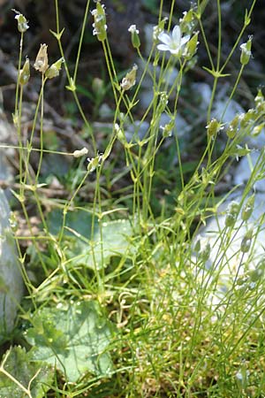 Sabulina austriaca \ sterreicher Miere / Austrian Sandwort, A Kärnten/Carinthia, Petzen 8.8.2016