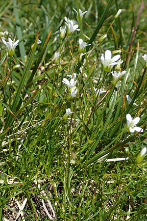 Sabulina austriaca \ sterreicher Miere, A Lawinenstein 5.7.2020