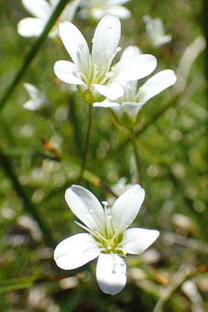 Sabulina austriaca \ sterreicher Miere / Austrian Sandwort, A Lawinenstein 5.7.2020