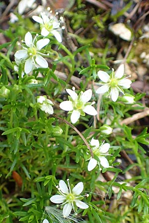 Sabulina austriaca \ sterreicher Miere / Austrian Sandwort, A Tauplitz-Alm 5.7.2020