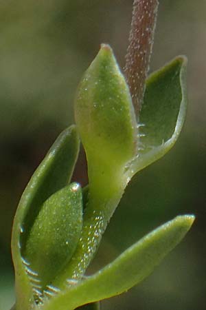 Arenaria ciliata \ Bewimpertes Sandkraut, A Wölzer Tauern, Kleiner Zinken 24.7.2021