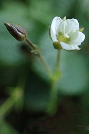 Sabulina verna s.l. \ Hgel-Frhlings-Miere, A Eisenerzer Reichenstein 28.7.2021