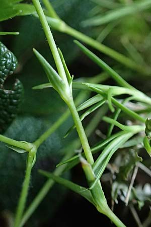 Sabulina verna s.l. \ Hgel-Frhlings-Miere, A Eisenerzer Reichenstein 28.7.2021