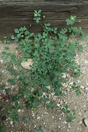 Medicago lupulina \ Hopfenklee, Hopfen-Luzerne, A Seewinkel, Mönchhof 13.7.2023