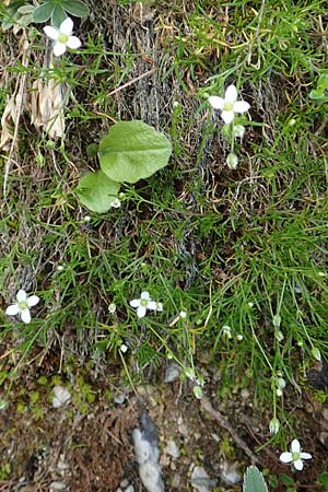 Moehringia muscosa \ Moos-Nabelmiere / Mossy Sandwort, A Dachstein Südwand 7.7.2020