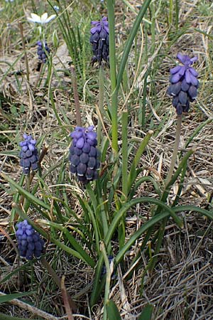 Muscari neglectum \ bersehene Traubenhyazinthe, Weinbergs-Trubel, A Seewinkel, Apetlon 8.5.2022