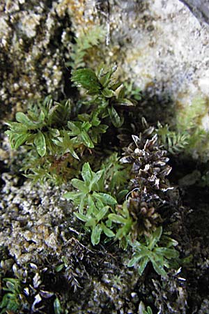 Mnium hornum ? \ Schwanenhals-Sternmoos / Carpet Moss, A Kärnten/Carinthia, Petzen 21.7.2007