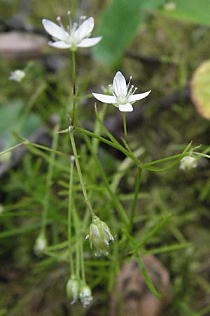 Moehringia muscosa \ Moos-Nabelmiere / Mossy Sandwort, A Turrach 22.7.2007