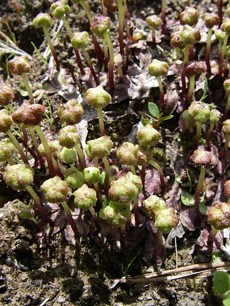 Preissia quadrata \ Prei-Lebermoos / Narrow Mushroom-Headed Liverwort, A Reutte 25.5.2008