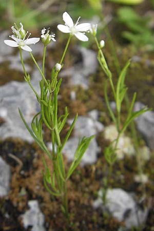 Moehringia muscosa \ Moos-Nabelmiere / Mossy Sandwort, A Kärnten/Carinthia, Petzen 2.7.2010