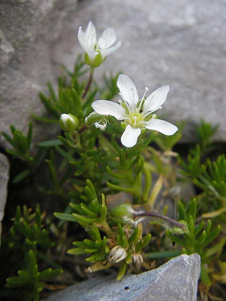 Moehringia ciliata \ Bewimperte Nabelmiere, Stein-Nabelmiere / Creeping Sandwort, A Hahntennjoch 16.7.2010