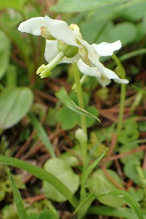 Moneses uniflora / One-flowered Wintergreen, A Rax 28.6.2020