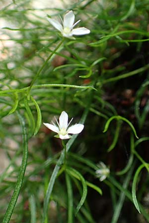 Moehringia muscosa \ Moos-Nabelmiere / Mossy Sandwort, A Weichtal-Klamm 1.7.2020