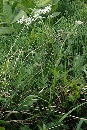 Chaerophyllum aureum \ Gold-Klberkropf / Golden Chervil, A Pusterwald, Eiskar 29.6.2021