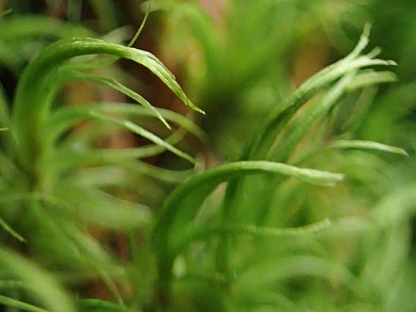 Dicranum scoparium \ Gewhnliches Gabelzahnmoos, Besen-Gabelzahnmoos / Broom Moss, A Seckauer Tauern, Brandstätter Törl 1.7.2021