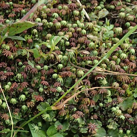 Marchantia polymorpha \ Brunnen-Lebermoos / Liverwort, A Tragöß 5.7.2019