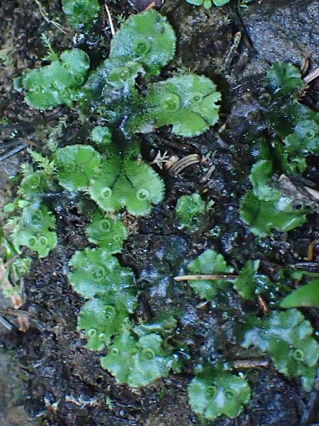 Marchantia polymorpha \ Brunnen-Lebermoos / Liverwort, A Kärnten/Carinthia, Koralpe 4.7.2023