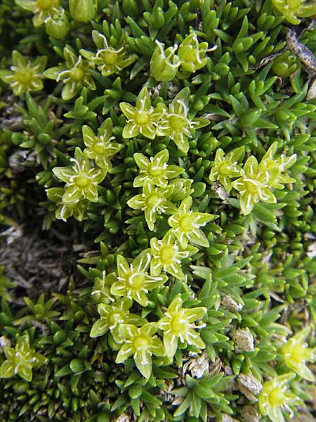 Minuartia sedoides \ Zwerg-Miere, Polster-Miere / Cyphel, A Kärnten/Carinthia, Petzen 2.7.2010