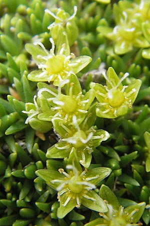 Minuartia sedoides / Cyphel, A Carinthia, Petzen 2.7.2010