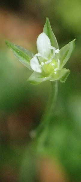 Moehringia trinervia \ Wald-Nabelmiere / Three-Nerved Sandwort, A Deutschlandsberger Klause 30.6.2022