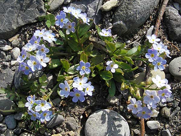 Myosotis rehsteineri \ Bodensee-Vergissmeinnicht / Lake Constance Forget-me-not, A Bregenz 21.4.2007