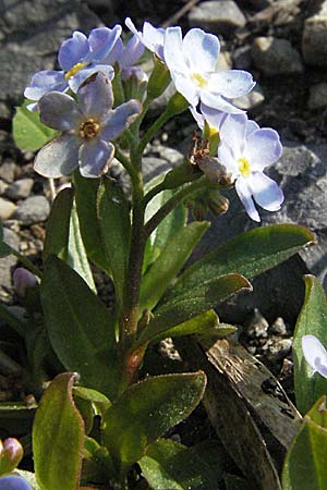 Myosotis rehsteineri \ Bodensee-Vergissmeinnicht / Lake Constance Forget-me-not, A Bregenz 21.4.2007