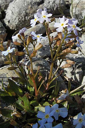 Myosotis rehsteineri \ Bodensee-Vergissmeinnicht / Lake Constance Forget-me-not, A Bregenz 21.4.2007