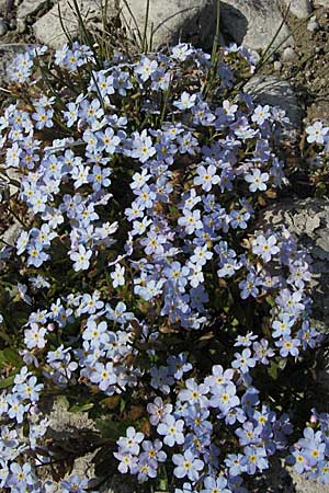 Myosotis rehsteineri \ Bodensee-Vergissmeinnicht / Lake Constance Forget-me-not, A Bregenz 21.4.2007