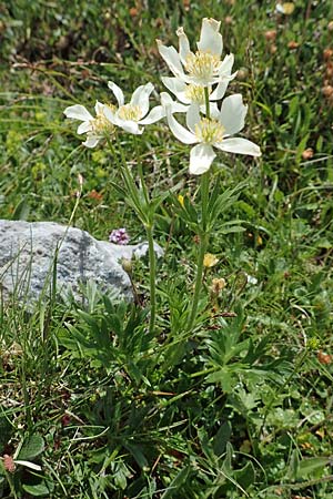 Anemone narcissiflora \ Berghhnlein, Narzissenbltige Anemone / Narcissus Anemone, A Trenchtling 3.7.2019
