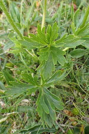 Anemone narcissiflora \ Berghhnlein, Narzissenbltige Anemone, A Trenchtling 3.7.2019