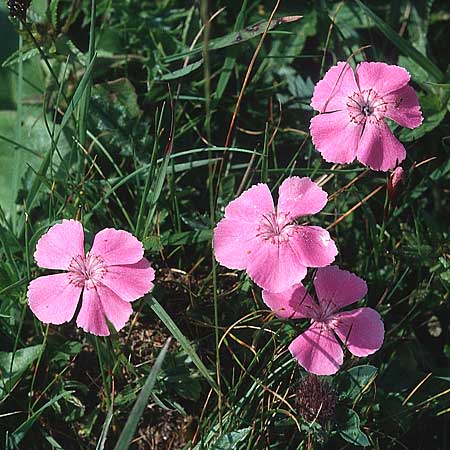 Dianthus sylvestris \ Stein-Nelke, A Bürgeralm Aflenz 11.7.1995