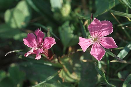 Dianthus carthusianorum subsp. carthusianorum \ Kartuser-Nelke / Carthusian Pink, A Großglockner 4.8.2004